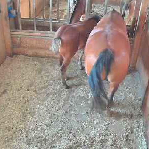 switzerland - bern: horse stable bern
