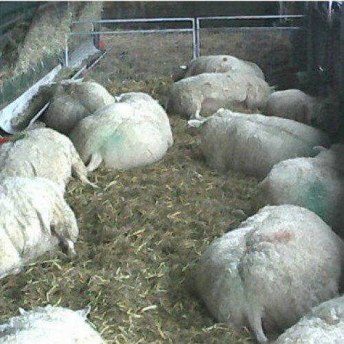netherlands - zwolle: sheep farm zwolle