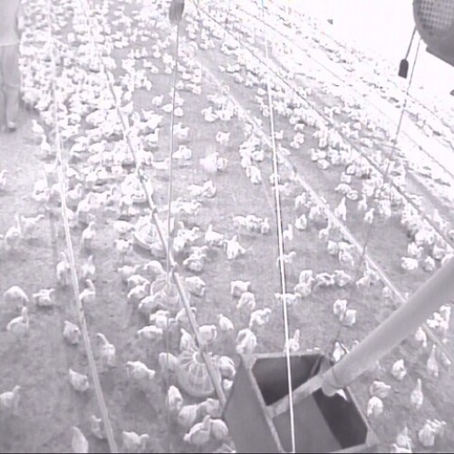 iran - tehran: chicken farm
