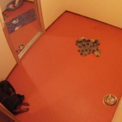 netherlands - drachten: dierenziekenhuis honden kamer 4