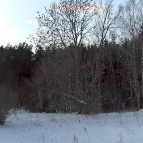 finland - espoo: espoo forest view
