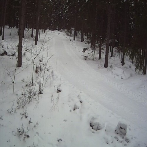 russian federation - moscow: trail cam outside moscow