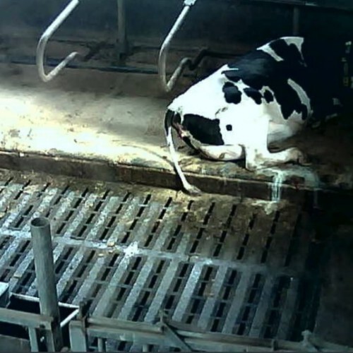 netherlands - arnhem: farm view in arnhem cows cam