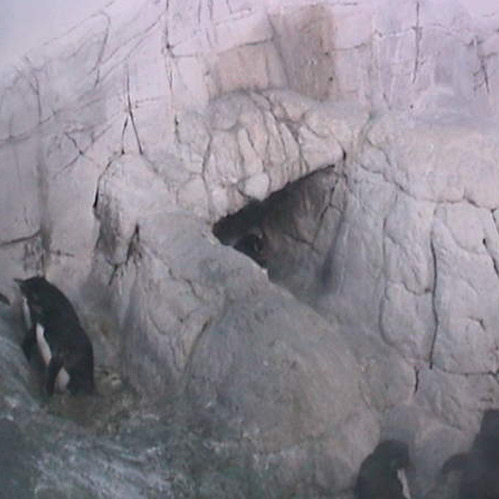 preview: Indianapolis Zoo - Penguin Cam