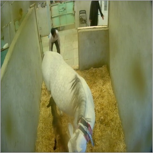 kuwait - kuwait: horses cam in kuwait