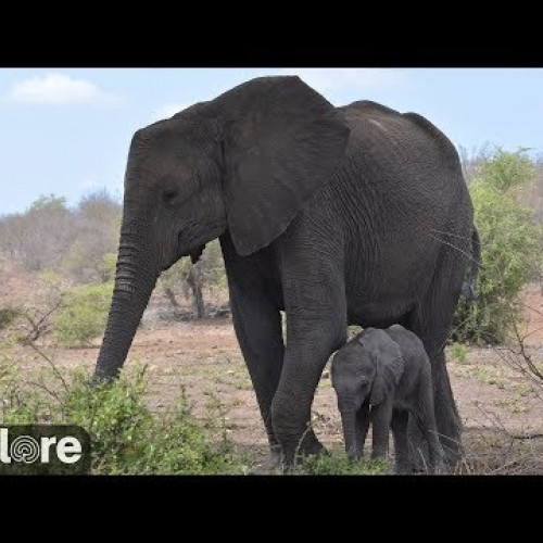 south africa - kwangwanase: tembe elephant park