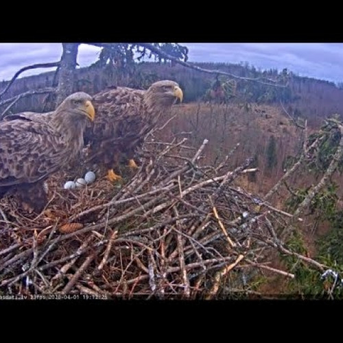 latvia - durbe: white-tailed eagles nest