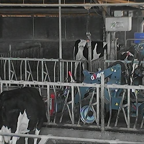 netherlands - hengelo: cow farm hengelo