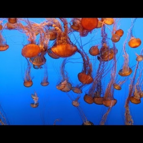 united states - monterey: monterey bay aquarium: jellyfish