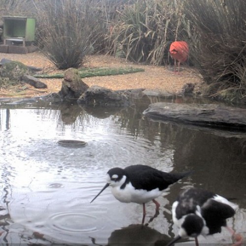 netherlands - bovenkarspel: sierwatervogels bovenkarspel