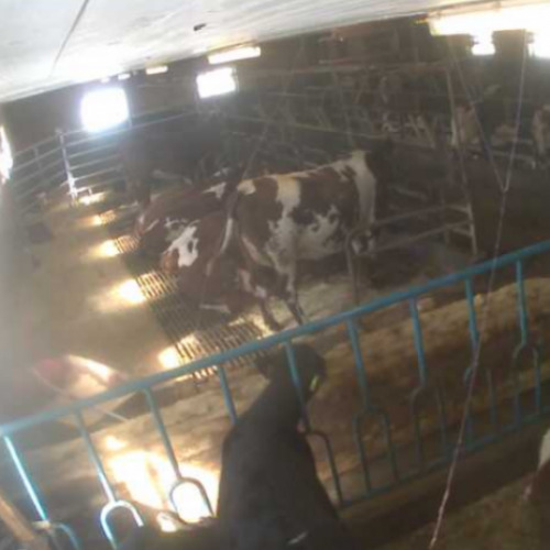 norway - kjenn: cow farm in kjenn
