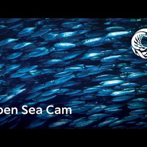 Watch Open Sea view | Monterey Bay Aquarium live webcam in Monterey ...