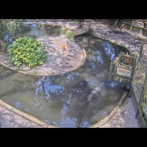 Watch Aligator farm live webcam in St. Augustine - United States |Pictimo