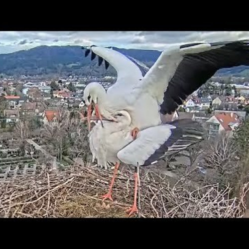 Stork nest St. Gallus Church