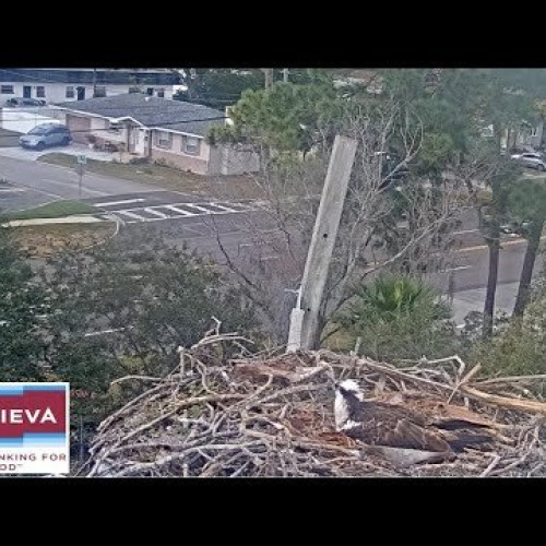 Achieva Osprey Nest Cam: Live Birdwatching in Florida