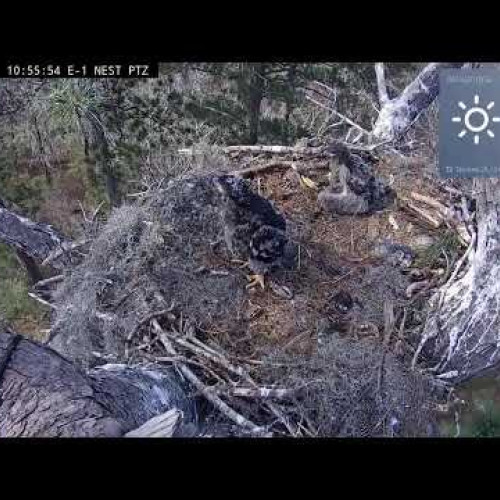Kisatchie National Forest E-1 Nest Live Cam
