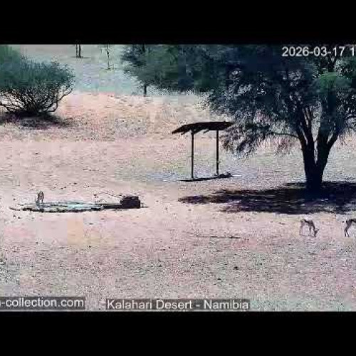 Kalahari Desert Live Webcam: Wildlife And Landscapes Of Namibia