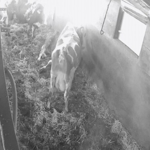 netherlands - staphorst: cow farm in staphorst