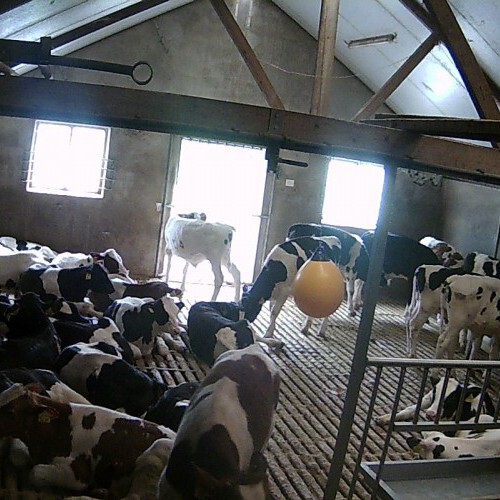 netherlands - utrecht: cow farm near utrecht