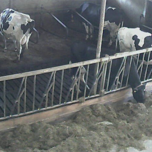 netherlands - markelo: cow farm in markelo