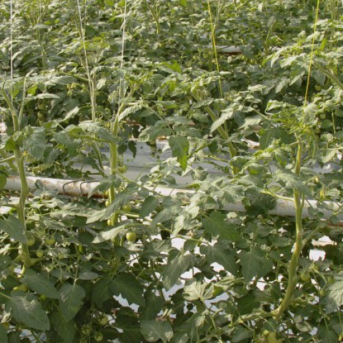 netherlands - poeldijk: tomato greenhouse