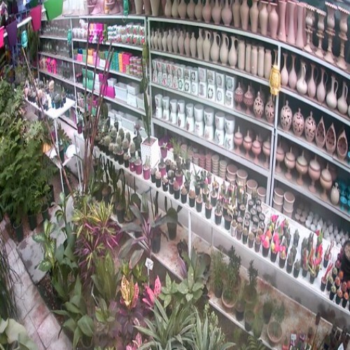 iran - shiraz: flower shop cam in shiraz