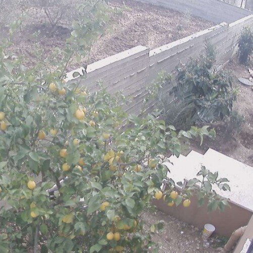 israel - tel aviv: garden in tel aviv