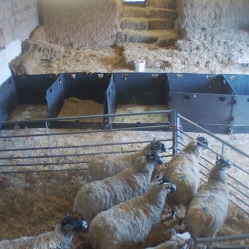 united kingdom - altham: sheep farm in altham