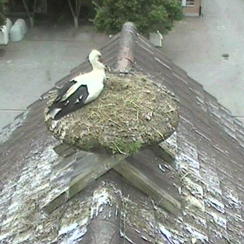 switzerland - egolzwil: storks nest at wauwilermoos prison
