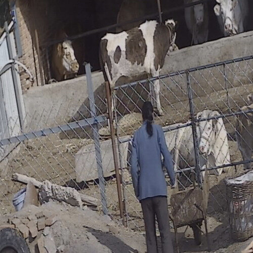 china - beijing: chinese cow farm