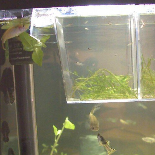 norway - lakselv: aquarium lakselv