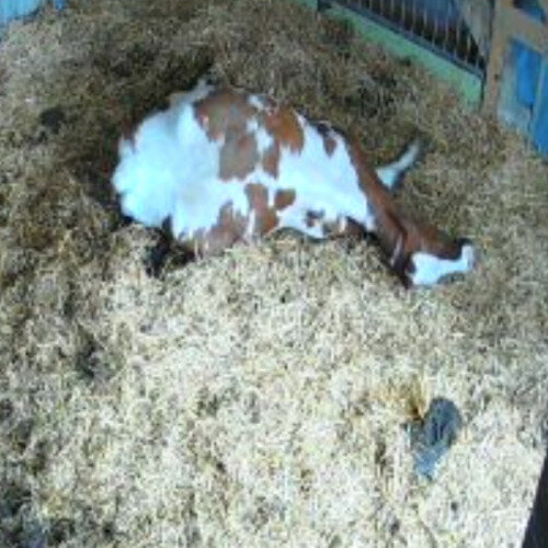 switzerland - nidau: cow stable nidau