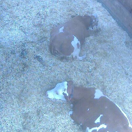 preview: Cow farm in Pferdsfeld