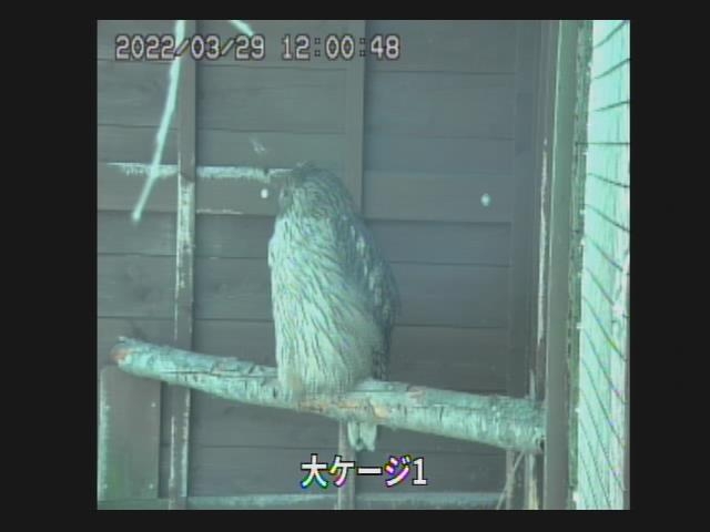 preview: live webcam view Asahikawa