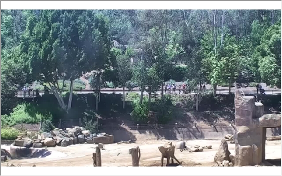 preview: San Diego Zoo - Elephants