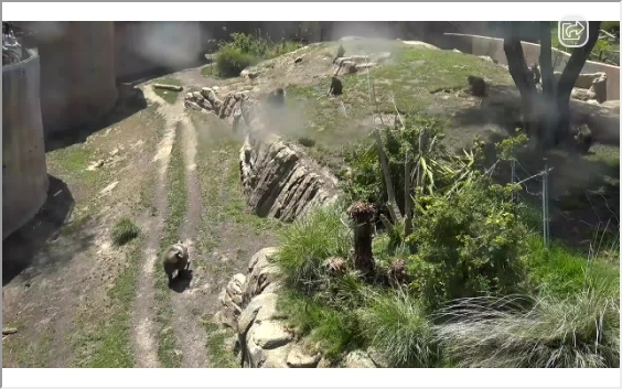 preview: San Diego Zoo - Baboon