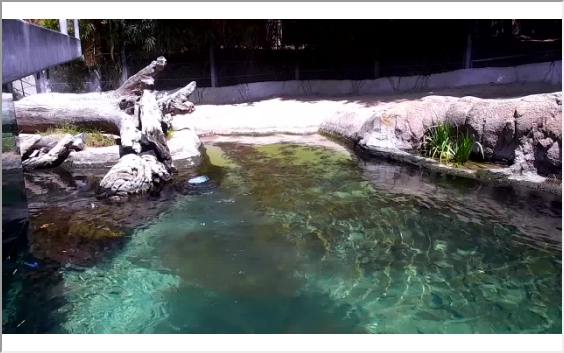 preview: San Diego Zoo - Hippos