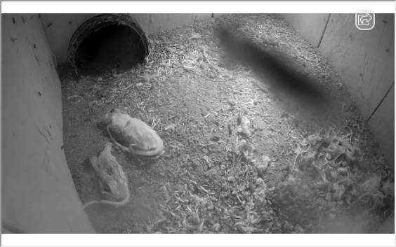 preview: San Diego Zoo - Burrowing Owls burrow