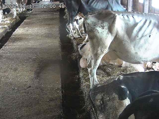 preview: cow farm IP camera - Tokyo