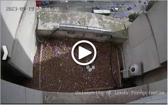 preview: University of Leeds Peregrine falcon cam